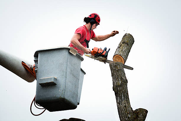 Best Residential Tree Removal  in Lake Crystal, MN