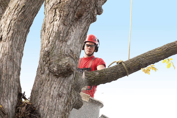 Best Emergency Tree Removal  in Lake Crystal, MN