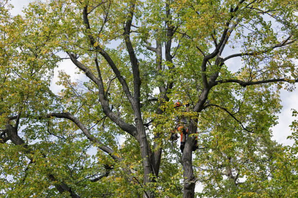  Lake Crystal, MN Tree Removal Services Pros